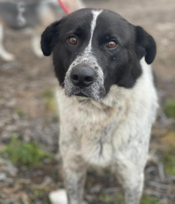Elsa, Dolce Simil Setter/Maremmano Cerca Casa! 